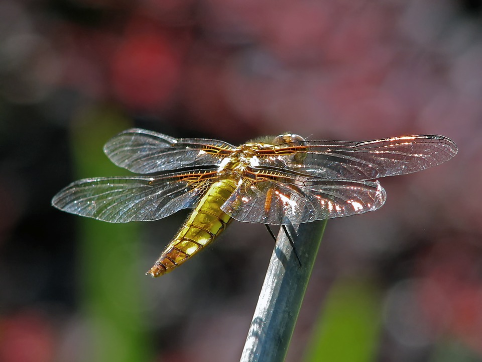 Dragonfly - The Sparking Of Souls & The Pleiadian Homeworld & — A QHHT Session by Laron