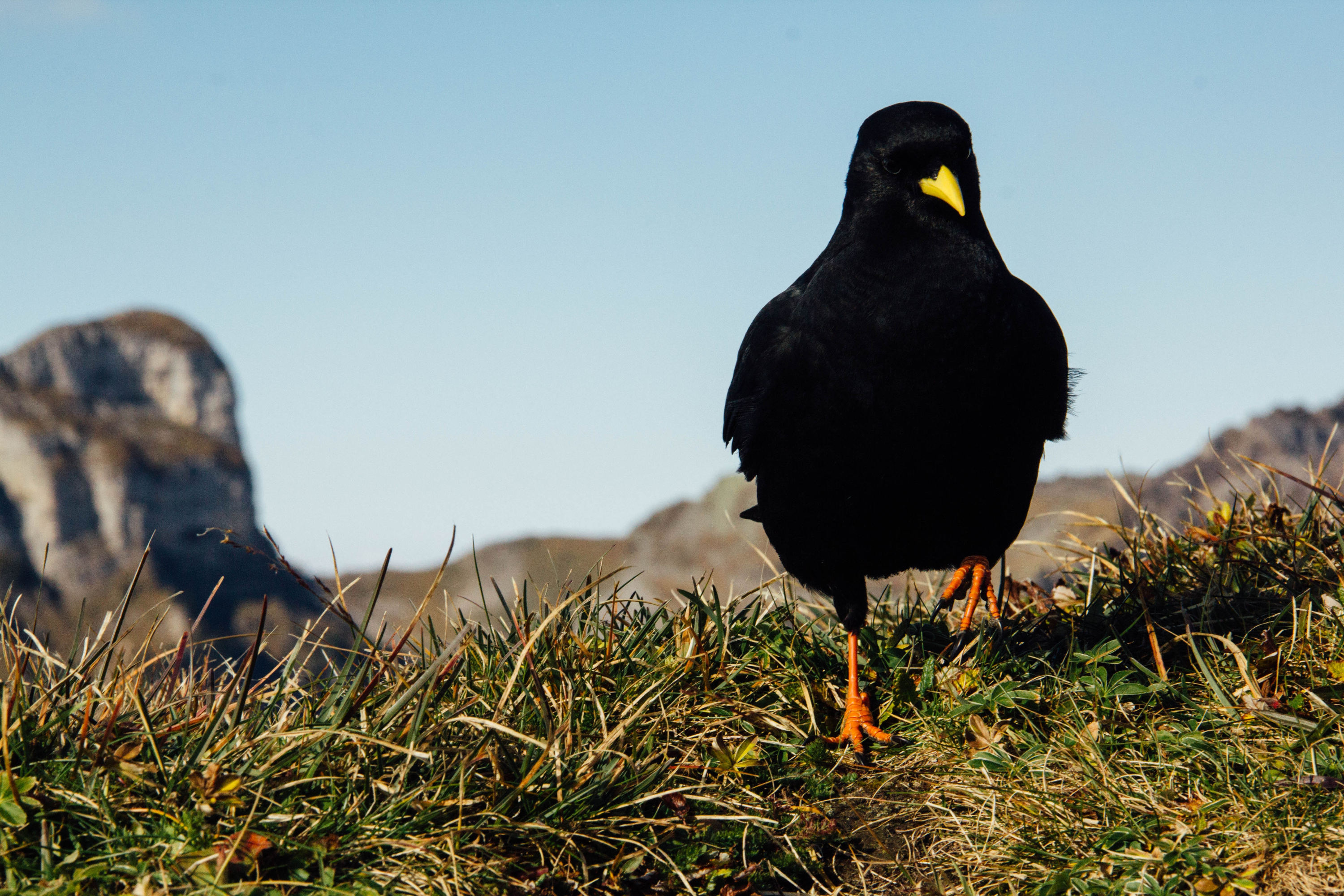 A Black Bird Presents Itself | An Example of Animal Symbolism
