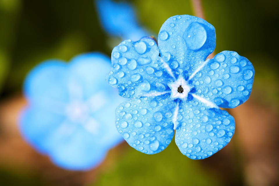 Blue Flower - Creation of Life, Medicine Woman & Original Life Water — A QHHT Session by Laron